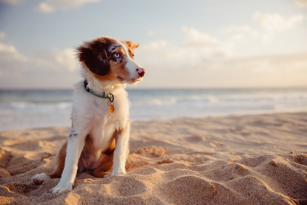 puppy sitting on a beach 