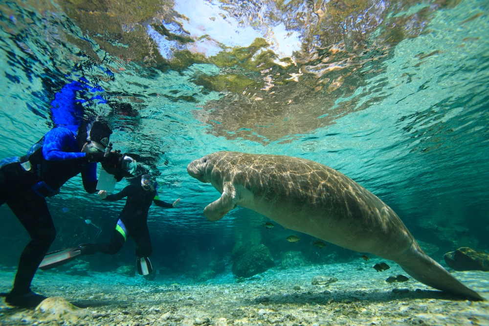 Divers taking a photo of a manatee underwater