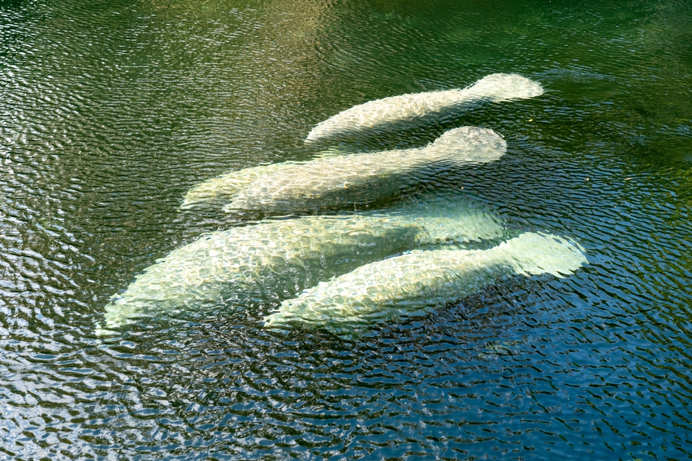 Herd of manatee swimming through the water